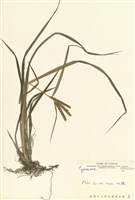 藏品(莎草科)的圖片